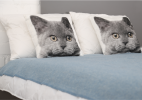 Dekoratyvinė Pagalvėlė 03CAT